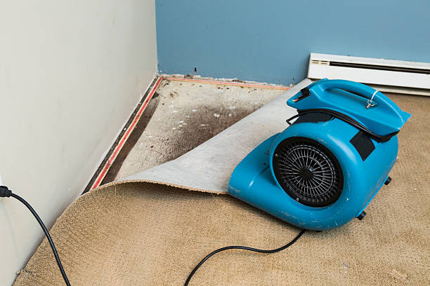 Best Water damage restoration near me  in Manasota Key, FL